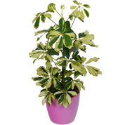 Schefflera Dalton + Cachep Rosa